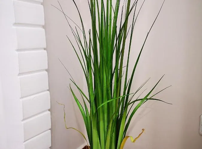 Aranyhal Vendeghaz Sukoro